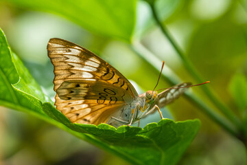 Butterflies are winged insects from the lepidopteran suborder Rhopalocera, characterized by large, often brightly coloured wings