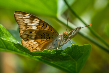 Obraz premium Butterflies are winged insects from the lepidopteran suborder Rhopalocera, characterized by large, often brightly coloured wings