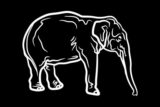 Elephant Icon.Cute elephant cartoon outline icon. Cute baby elephant cartoon outline. - 81