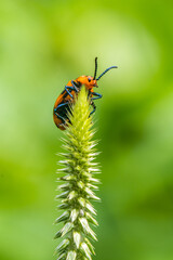 Coelophora inaequalis, the variable ladybird, common Australian lady beetle or common Australian ladybug is a ladybird species endemic to Australia, Oceania and Southern Asia