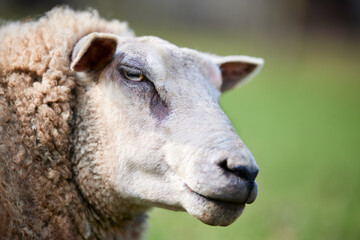 Close up of a sheep head 
