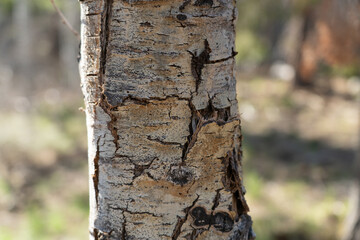 Close-up view of tree bark on an aspen tree in summer.  