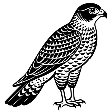 recommend clip art: sparrowhawk silhouette vector illustration svg file
                    