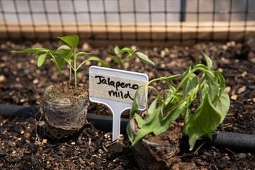 Jalepeno mild peppers being planted in garden in spring with irrigation pipe.
