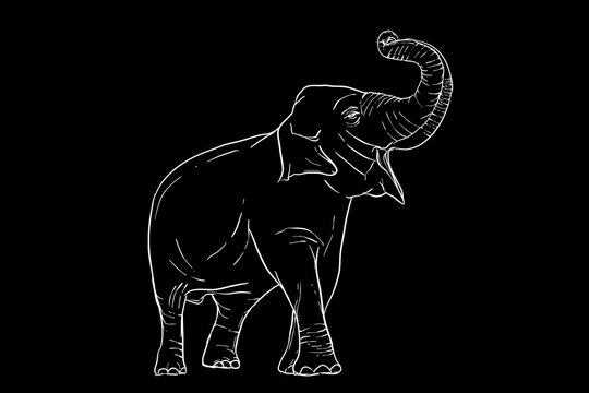 Elephant Icon.Cute elephant cartoon outline icon. Cute baby elephant cartoon outline. - 200