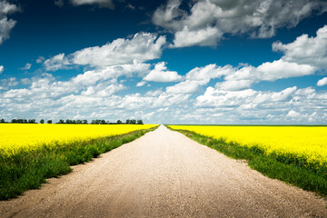 Country road at centre surrounded by blooming yellow canola fields under a blow sky with puffy clouds on the Alberta prairies during summer.