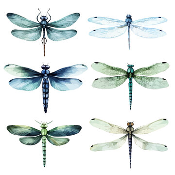Watercolor clipart of dragonfly collection, isolated on a white background, drawing vector, dragonfly Vector, Graphic Painting, design logo.