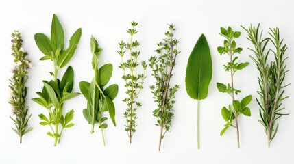 herbal plants collection for medical use