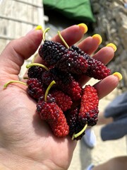 Mulberry in a bowl. Blackberry harvest in summer. Fruit black food background. Green branch with mulberry leaves.