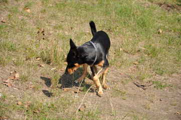 Black puppy dog outside. Dog pet in summer grass. Summer nature with pet. Dog pet outdoor in summertime. Pet on vacation in spring and summer
