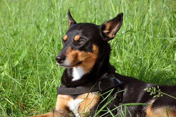 Dog pet outdoor in summertime. Spring and summer. Black puppy dog relax in nature. Dog pet in summer grass. Summer nature with pet. Outdoor dog training sessions