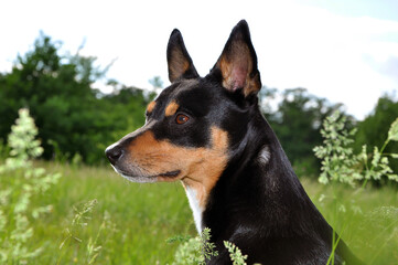 Black puppy dog portrait in nature. Dog pet in summer grass. Summer nature with pet. Dog pet outdoor in summertime. Spring and summer. Loyal canine companion