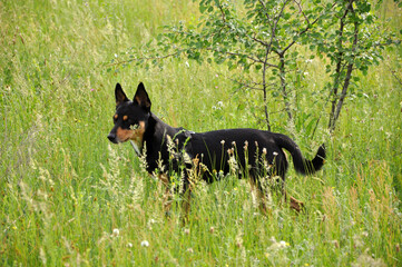 Dog pet in summer grass. Summer nature with pet. Dog pet outdoor in summertime. Spring and summer. Black puppy dog walk in nature