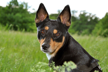 Dog pet outdoor in summertime. Spring and summer. Black puppy dog portrait in nature. Dog pet in summer grass. Summer nature with pet. Energetic dog breed