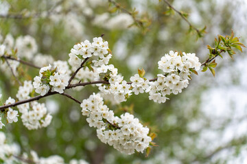 Obraz premium Cherry blossom tree in early spring 