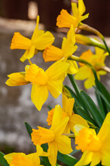 PICTURE with a lot of flowers called yellow daffodils that we only see in spring.