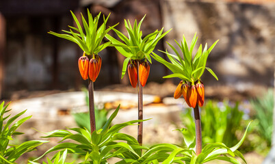 Fritillaria imperialis, the crown imperial, imperial fritillary or Kaiser's crown golden flowers...