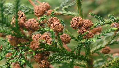 Beautiful close-up of the cone of cryptomeria japonica