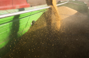 Combine transferring soybeans after harvest - 776188718