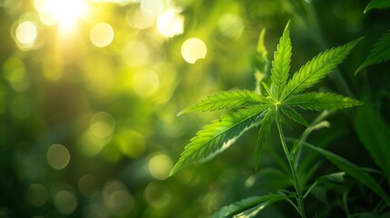 Cannabis plant growing in outdoor field in a large plantation farm with sunlight. - obrazy, fototapety, plakaty