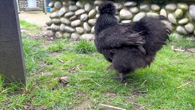 Chicken on a farm in England