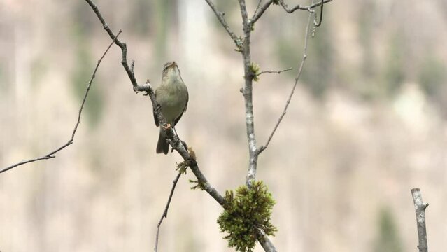 little him, Phylloscopus collybita,lu&igrave; piccolo