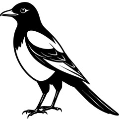 magpie silhouette vector illustration svg file
