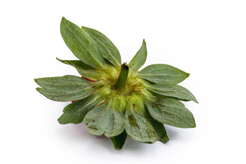 Strawberry disease sepals, Sepals are legal parts of the flower, located in the outermost whorl of...