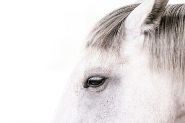 white horse portrait with ears pinned backward looking grumpy angry mad fine art white