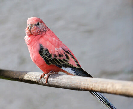 Pink Bourkes parakeet on a stick.