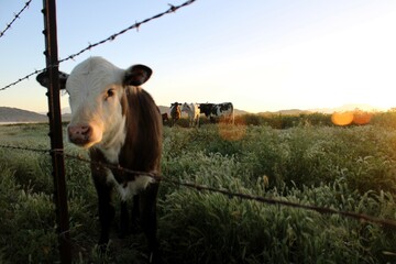 Baby cow up close with other cows grazing in background while sun is rising