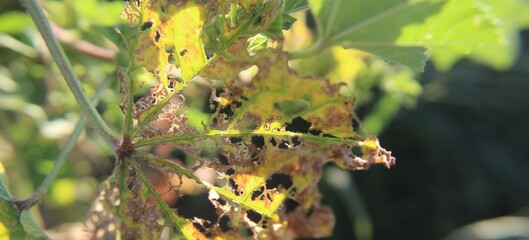 Up close and in focus leaf, leaf with holes, insect eaten leaf in field, multicolor leaf in field