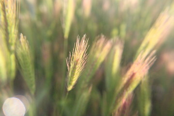 Close up wheat in field, blowing in wind, blurry background with wheat in focus