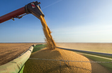 Combine transferring soybeans after harvest - 776195102