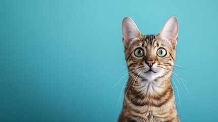 Snow bengal purebred cat looking at the camera sitting on a blue background
