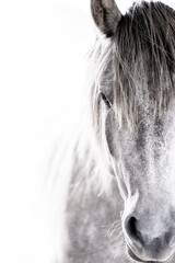 beautiful little grey pony with a white background fine art horse unique mane natural