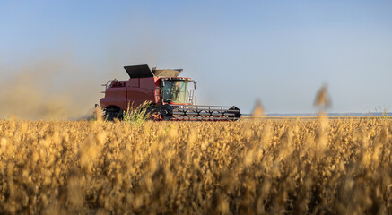 Harvesting of soybean field with combine. - 776195979