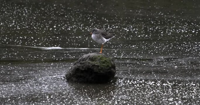 The image captures the quiet moment of a bird standing alone on a rock amidst glittering waters.