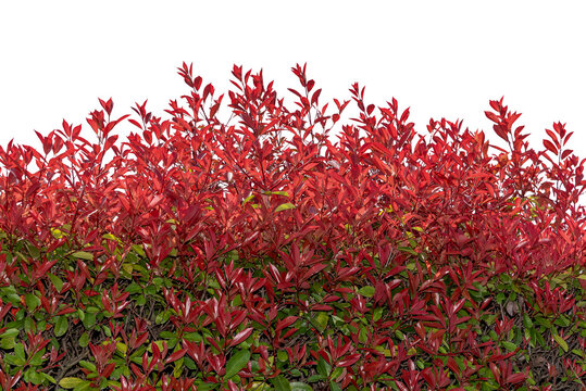 Photinia Fraseri or Red Robin bush with red spring leaves isolated. Suitable for frame or graphic border
