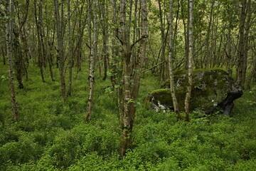 Forest at the hiking track at the river Naeroydalselvi at Gudvangen in Norway, Europe
