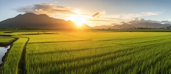 Naklejka premium The Landscape View Of Beautiful Paddy Field With Sunrise At Brown Avenue