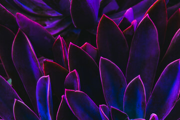 A close up of purple cactus with a purple background. The cactus are arranged in a way that creates...