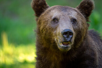 Brown bear in a forest. Before sunset. Portrait of a brown bear. Male/female. Green background,...