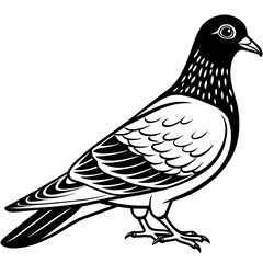 pigeon silhouette vector illustration svg file
