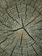 Cross section of tree trunk, stump. Rough organic texture of tree rings with close up. Section of the trunk with annual rings. Grunge wooden texture.