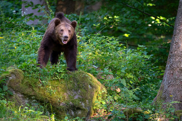 Brown bear in a forest. Before sunset. Portrait of a brown bear. Male/female. Green background,...