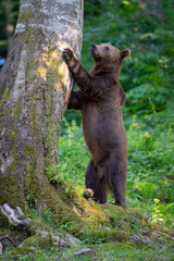 Fototapeta premium Brown bear in a forest. Before sunset. Portrait of a brown bear. Male/female. Green background, forest. With tree.