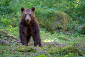 Naklejka na ściany i meble Brown bear in a forest. Before sunset. Portrait of a brown bear. Male/female. Green background, forest. With tree.