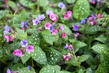 Blossom of bright Pulmonaria in spring. Lungwort. Flowers of different shades of violet in one inflorescence. Honey plant. The first spring flower. Pulmonaria officinalis from the Boraginaceae family.