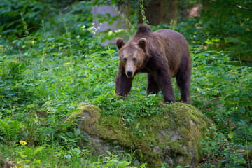 Fototapeta premium Brown bear in a forest. Before sunset. Portrait of a brown bear. Male/female. Green background, forest. With tree.